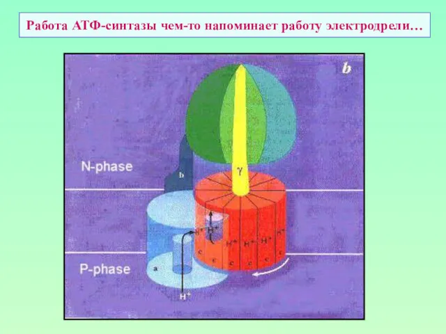 Работа АТФ-синтазы чем-то напоминает работу электродрели…