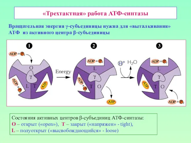 «Трехтактная» работа АТФ-синтазы Состояния активных центров β-субъединиц АТФ-синтазы: О –