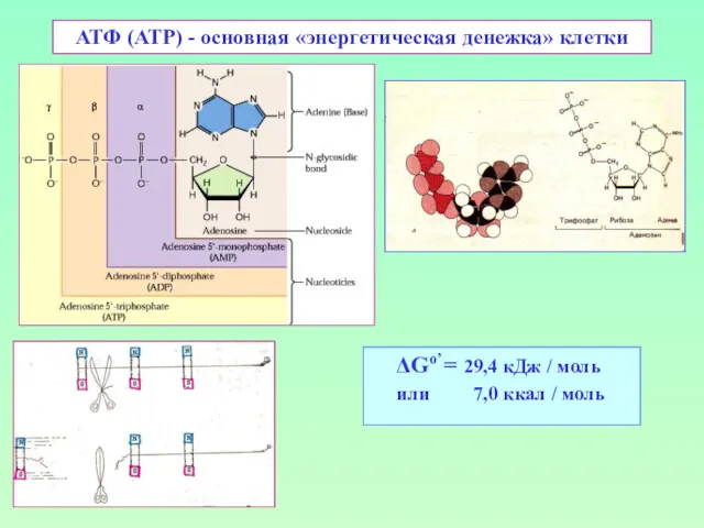 АТФ (ATP) - основная «энергетическая денежка» клетки ΔGo’ = 29,4