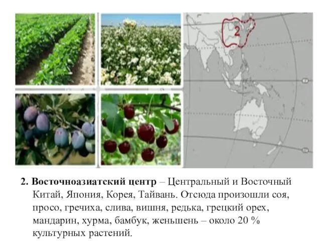 2. Восточноазиатский центр – Центральный и Восточный Китай, Япония, Корея,