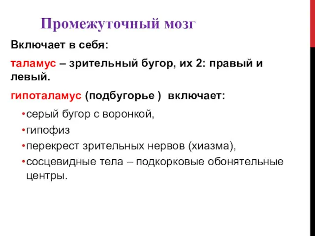 Промежуточный мозг Включает в себя: таламус – зрительный бугор, их