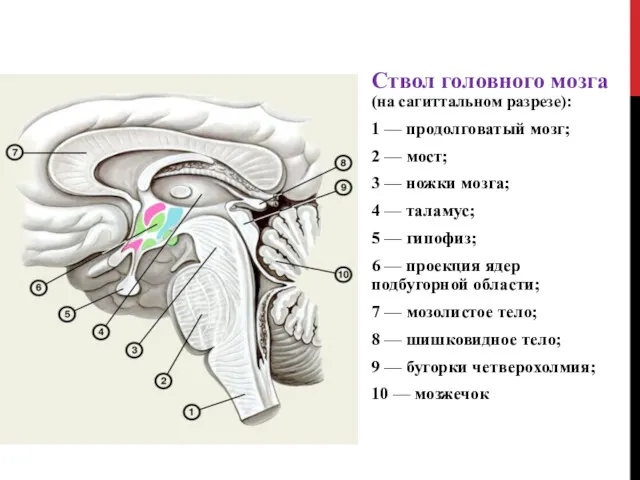 . Ствол головного мозга (на сагиттальном разрезе): 1 — продолговатый
