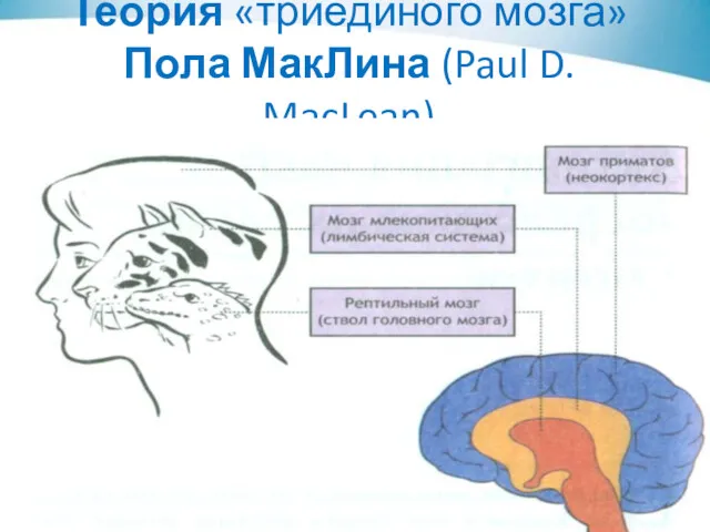 Теория «триединого мозга» Пола МакЛина (Paul D. MacLean)