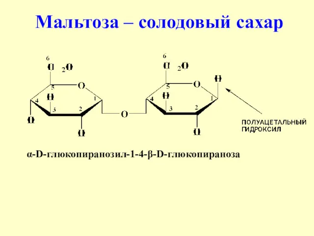 Мальтоза – солодовый сахар α-D-глюкопиранозил-1-4-β-D-глюкопираноза
