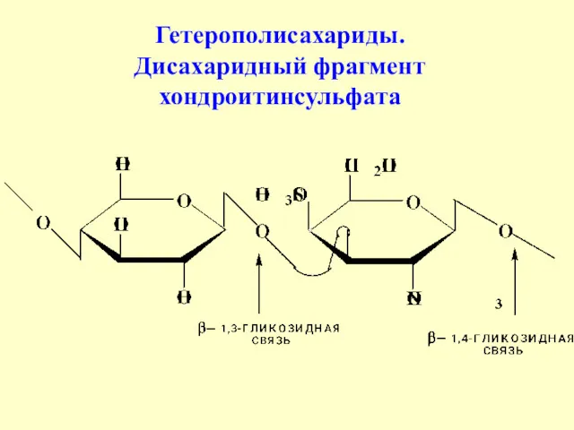 Гетерополисахариды. Дисахаридный фрагмент хондроитинсульфата