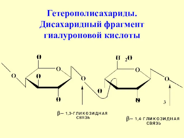 Гетерополисахариды. Дисахаридный фрагмент гиалуроновой кислоты