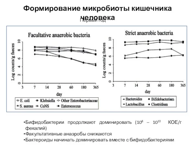 Формирование микробиоты кишечника человека Первый год Бифидобактерии продолжают доминировать (108 – 1010 КОЕ/г