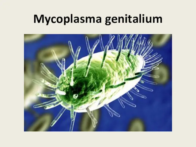 Mycoplasma genitalium