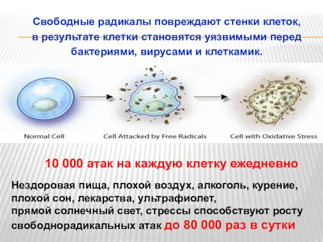 Свободные радикалы повреждают стенки клеток, в результате клетки становятся уязвимыми