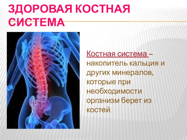 ЗДОРОВАЯ КОСТНАЯ СИСТЕМА Костная система – накопитель кальция и других