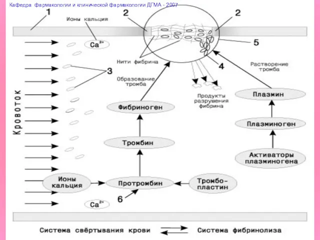 Кафедра фармакологии и клинической фармакологии ДГМА - 2007