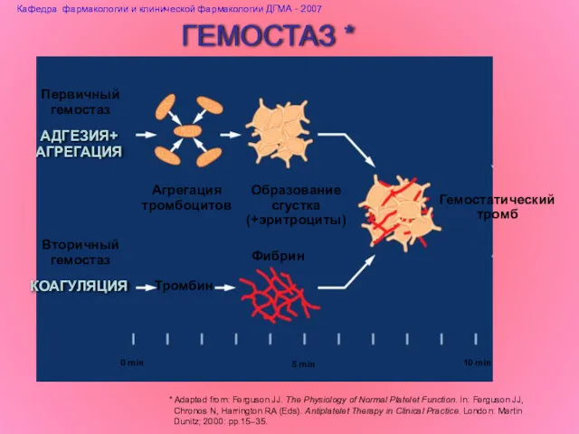 ГЕМОСТАЗ * * Adapted from: Ferguson JJ. The Physiology of