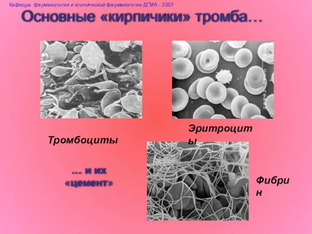 Основные «кирпичики» тромба… Кафедра фармакологии и клинической фармакологии ДГМА - 2007