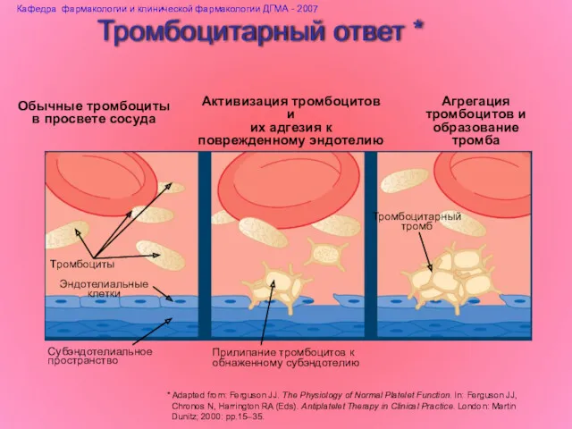 Тромбоцитарный ответ * Агрегация тромбоцитов и образование тромба Тромбоциты Эндотелиальные