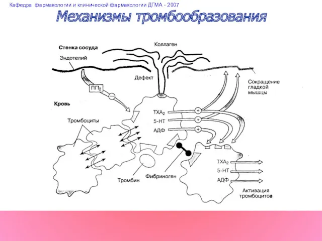 Механизмы тромбообразования Кафедра фармакологии и клинической фармакологии ДГМА - 2007