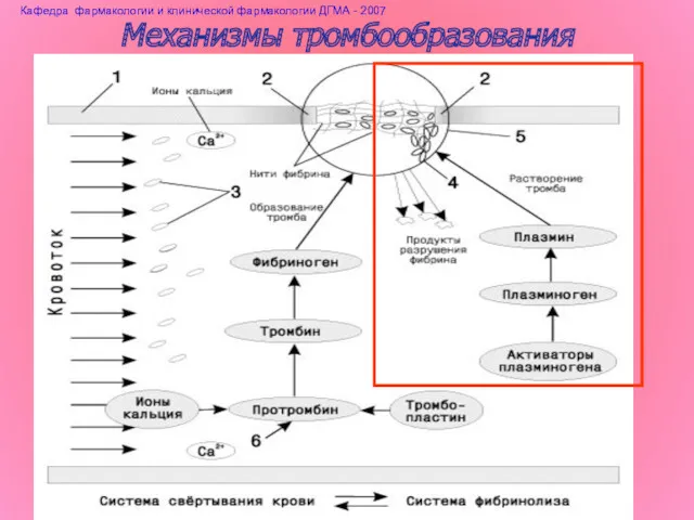 Механизмы тромбообразования Кафедра фармакологии и клинической фармакологии ДГМА - 2007