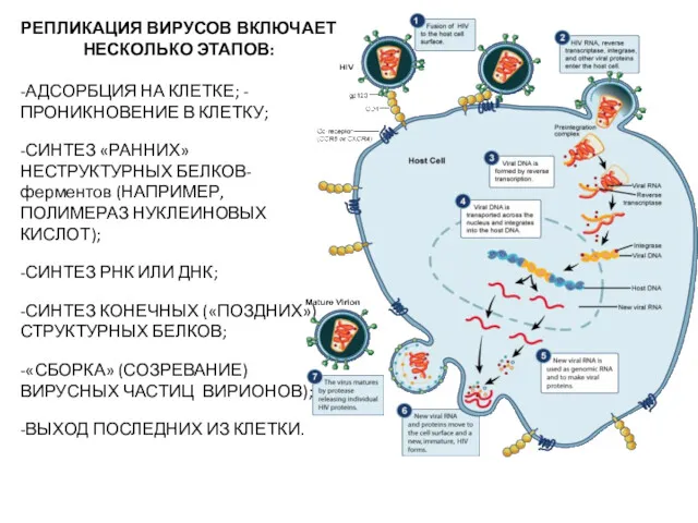 РЕПЛИКАЦИЯ ВИРУСОВ ВКЛЮЧАЕТ НЕСКОЛЬКО ЭТАПОВ: -АДСОРБЦИЯ НА КЛЕТКЕ; -ПРОНИКНОВЕНИЕ В