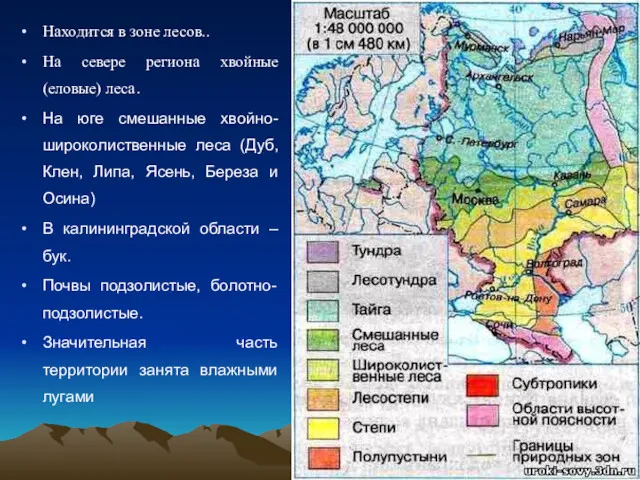 Находится в зоне лесов.. На севере региона хвойные (еловые) леса. На юге смешанные