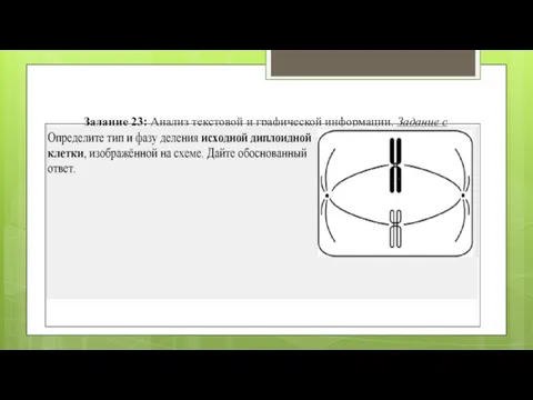 Задание 23: Анализ текстовой и графической информации. Задание с изображением биологического объекта
