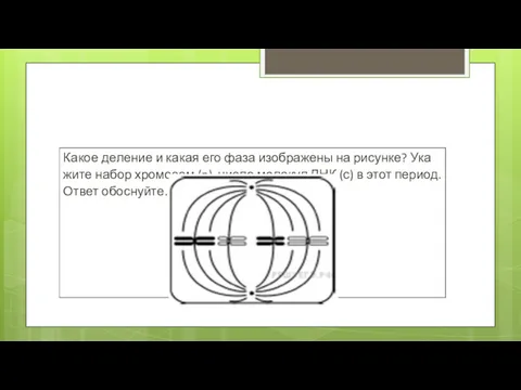 Какое де­ле­ние и какая его фаза изоб­ра­же­ны на рисунке? Ука­жи­те набор хро­мо­сом (n),