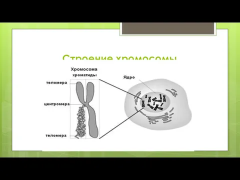 Строение хромосомы