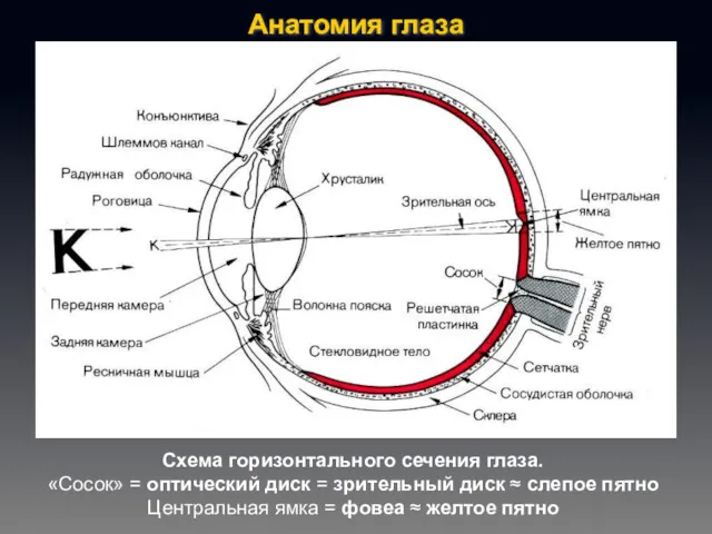 Анатомия глаза Схема горизонтального сечения глаза. «Сосок» = оптический диск