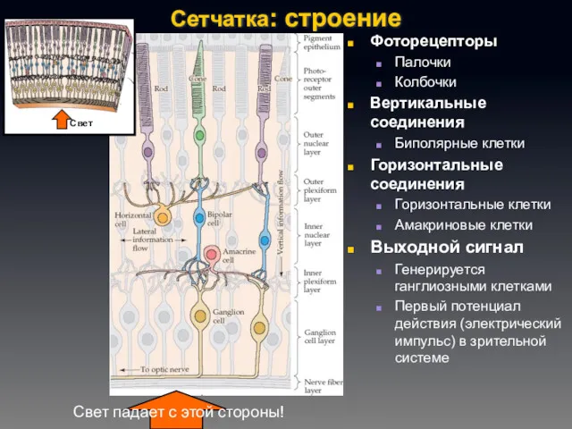 Сетчатка: строение Фоторецепторы Палочки Колбочки Вертикальные соединения Биполярные клетки Горизонтальные