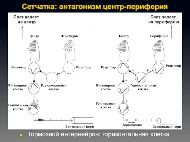 Сетчатка: антагонизм центр-периферия Тормозной интернейрон: горизонтальная клетка