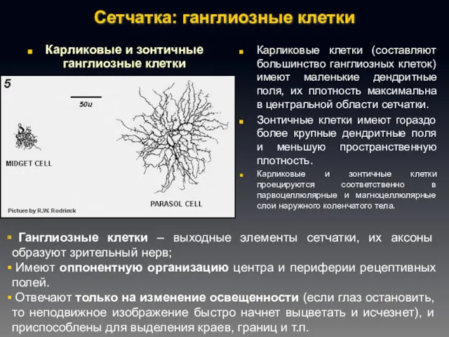 Сетчатка: ганглиозные клетки Карликовые клетки (составляют большинство ганглиозных клеток) имеют