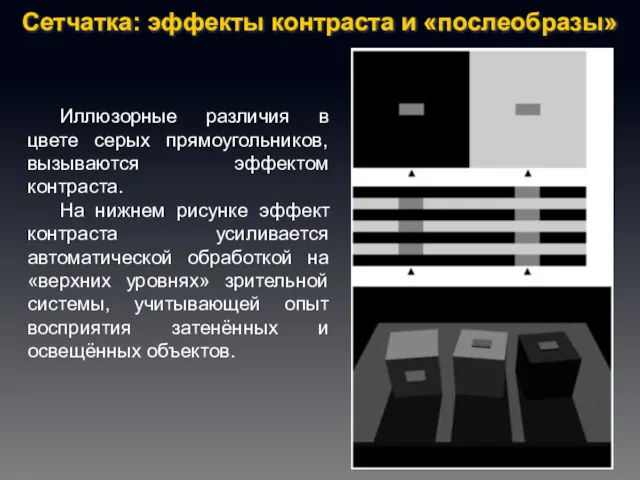 Сетчатка: эффекты контраста и «послеобразы» Иллюзорные различия в цвете серых