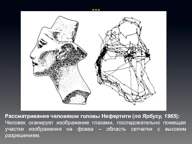 … Рассматривание человеком головы Нефертити (по Ярбусу, 1965): Человек сканирует