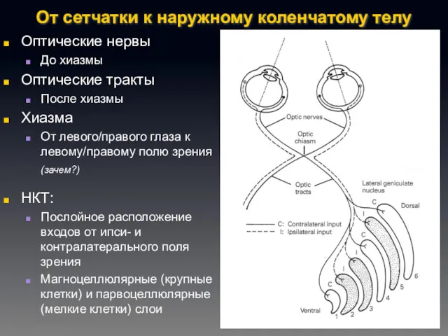 От сетчатки к наружному коленчатому телу Оптические нервы До хиазмы