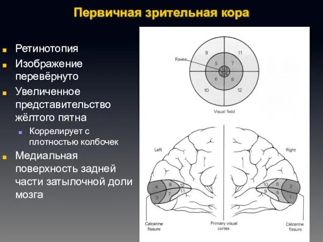 Первичная зрительная кора Ретинотопия Изображение перевёрнуто Увеличенное представительство жёлтого пятна