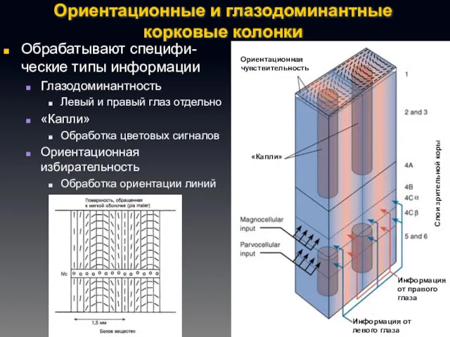 Ориентационные и глазодоминантные корковые колонки Обрабатывают специфи-ческие типы информации Глазодоминантность