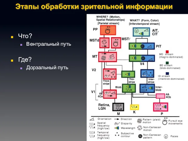 Этапы обработки зрительной информации Что? Вентральный путь Где? Дорзальный путь