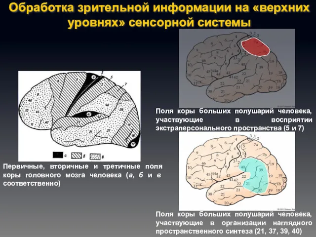 Поля коры больших полушарий человека, участвующие в восприятии экстраперсонального пространства