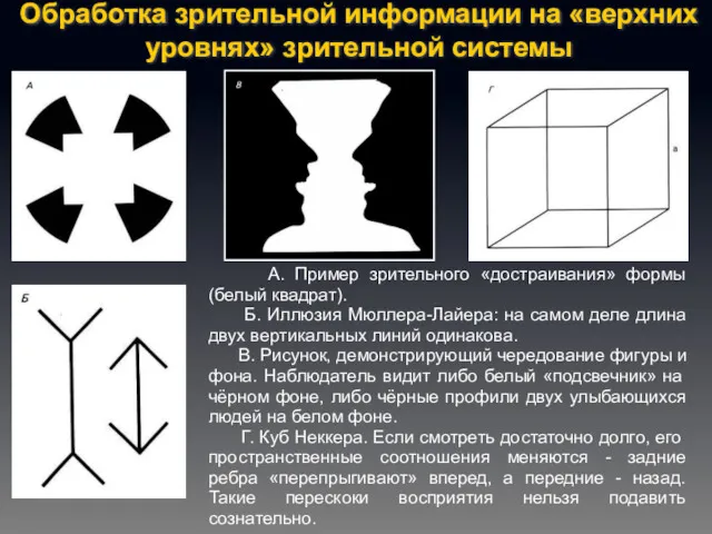 Обработка зрительной информации на «верхних уровнях» зрительной системы А. Пример