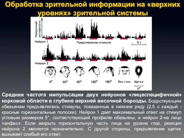 Обработка зрительной информации на «верхних уровнях» зрительной системы Средняя частота