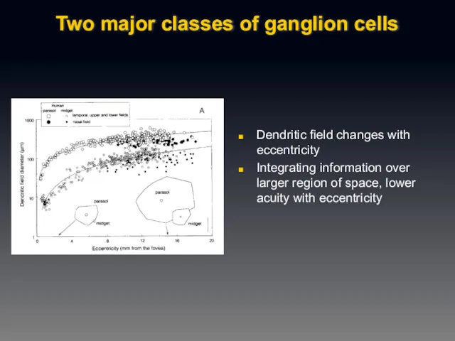 Two major classes of ganglion cells Dendritic field changes with