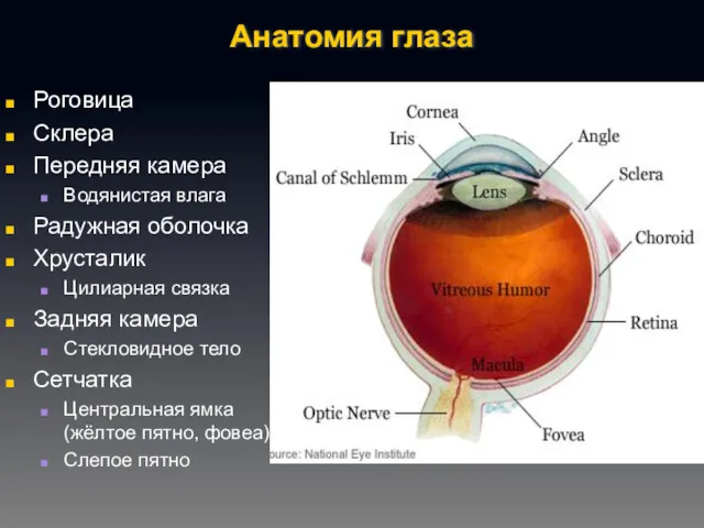 Анатомия глаза Роговица Склера Передняя камера Водянистая влага Радужная оболочка