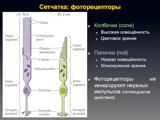 Сетчатка: фоторецепторы Колбочки (cone) Высокая освещённость Цветовое зрение Палочки (rod)