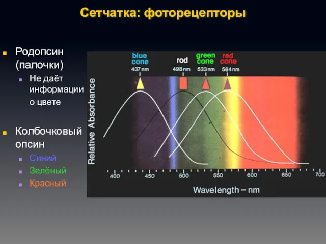 Сетчатка: фоторецепторы Родопсин (палочки) Не даёт информации о цвете Колбочковый опсин Синий Зелёный Красный