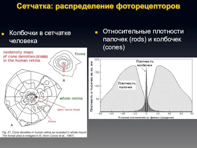 Сетчатка: распределение фоторецепторов Колбочки в сетчатке человека Относительные плотности палочек (rods) и колбочек (cones)