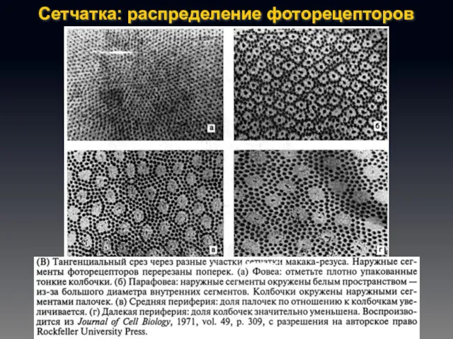 Сетчатка: распределение фоторецепторов