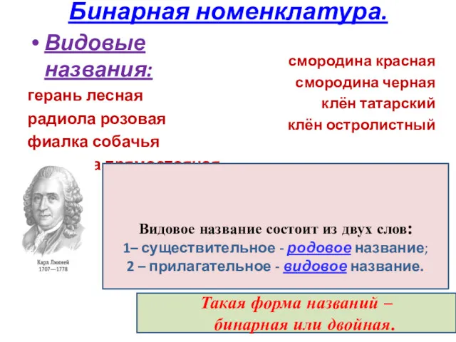 Бинарная номенклатура. Видовые названия: герань лесная радиола розовая фиалка собачья