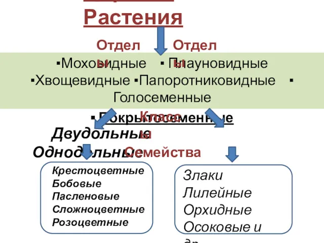 Царство Растения Двудольные Однодольные ▪Моховидные ▪ Плауновидные ▪Хвощевидные ▪Папоротниковидные ▪