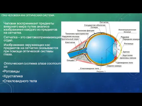 ГЛАЗ ЧЕЛОВЕКА КАК ОПТИЧЕСКАЯ СИСТЕМА. Человек воспринимает предметы внешнего мира