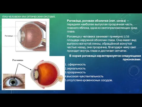 ГЛАЗ ЧЕЛОВЕКА КАК ОПТИЧЕСКАЯ СИСТЕМА. Рогови́ца, роговая оболочка (лат. cornea)