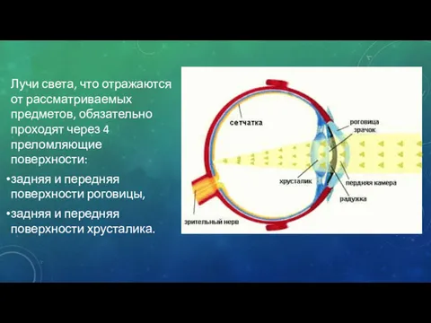 Лучи света, что отражаются от рассматриваемых предметов, обязательно проходят через