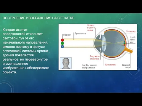 ПОСТРОЕНИЕ ИЗОБРАЖЕНИЯ НА СЕТЧАТКЕ. Каждая их этих поверхностей отклоняет световой